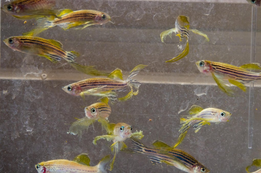 Why Use Zebrafish To Study Human Diseases Nih Intramural Research